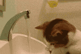 Chat teubé