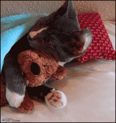 Calin de chat