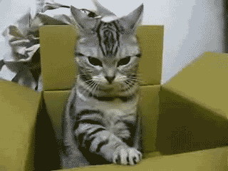 Chat préféré